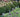 Elevate Your Garden Border: Top Shrubs to plant in UK garden borders