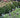 Elevate Your Garden Border: Top Shrubs to plant in UK garden borders