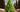 Real Cut Christmas Trees Coming Soon...