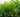 How far apart should you plant Cherry Laurel?