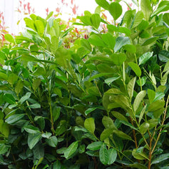 cherry laurel at mossys garden centre on a bench