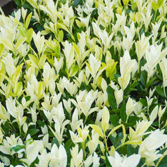 Low growing hedging euonymus extravaganza