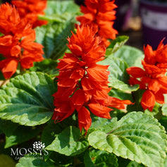Bedding Plants