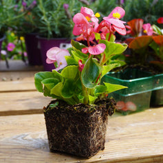 Bedding Plants