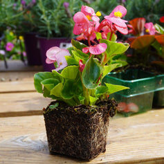 Bedding Plants