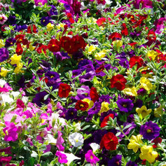 Plants For Baskets