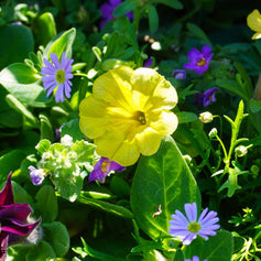 Plants For Baskets