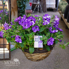 Planted Hanging Baskets