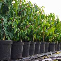 portugese laurel at a nursery