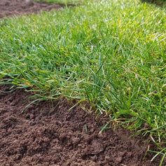 Lawn Seed & Feed