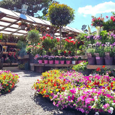 All Plants