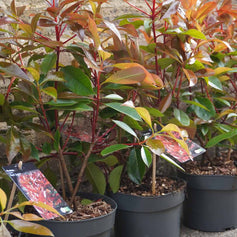 Evergreen Plants