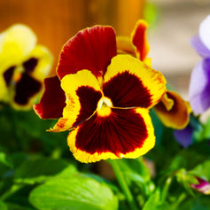 Plants For Borders & Pots