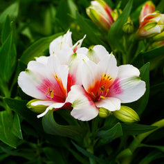 Plants For Borders & Pots