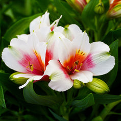 Plants For Borders & Pots