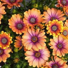Perennial Plants