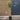 Standard Olive Trees 'Olea Europaea' (115cm Inc Pot)