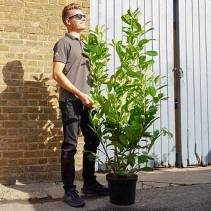 10L (4-5ft) | Cherry Laurel Hedging