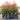 10l pot photinia red robin 110cm tall with bright red tips