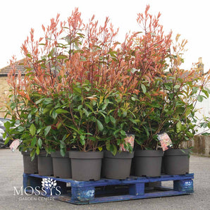 10l pot photinia red robin 110cm tall with bright red tips