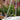 Close-up of a metal chain with blurred flowers in the background, featuring the Mossys Garden logo.