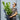 3L (2-3ft) | Cherry Laurel Hedging