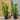 3L (2-3ft) | Cherry Laurel Hedging