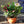 Load image into Gallery viewer, Nerium Oleander 3 Plant Pot (40cm)
