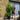 30L (5-6ft) | Cherry Laurel Hedging (Rotundifolia)