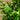 30L (5-6ft) | Cherry Laurel Hedging (Rotundifolia) foliage