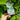 30L (5-6ft) | Cherry Laurel Hedging (Rotundifolia) tag