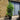 30L (5-6ft) | Cherry Laurel Hedging (Rotundifolia)