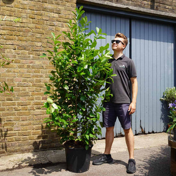 30L (5-6ft) | Cherry Laurel Hedging (Rotundifolia)