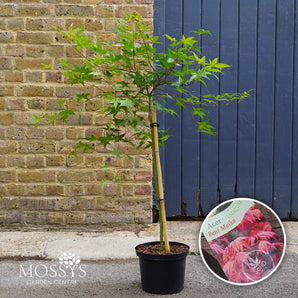 5l beni maiko acer standard