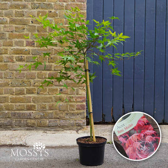 5l beni maiko acer standard