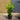 5l cherry laurels 2-3ft height