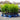 5l cherry laurels 2-3ft height on a pallet
