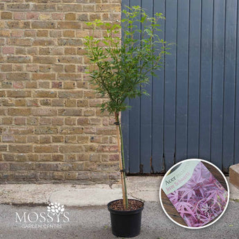 Japanese Maple 'Jerry Schwartz' Standard Stemmed Acer 5L