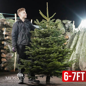 6-7ft (182-213cm) Nordmann Fir Christmas Tree