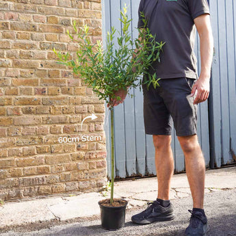 Salix Integra Hakuro Nishiki 'Flamingo Tree' 60cm