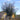 Extra Large Gnarled Olive Tree 375L (240cm) head
