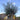 Extra Large Gnarled Olive Tree 375L (240cm) head
