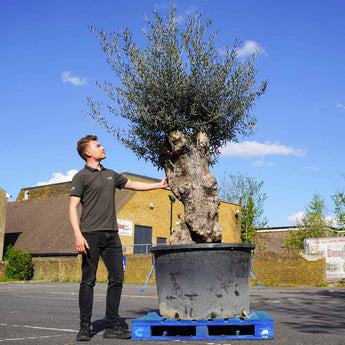 Extra Large Gnarled Olive Tree 375L (240cm)