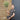 100cm mature standard olive tree