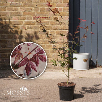 Japanese Maple acer Trompenburg 3l