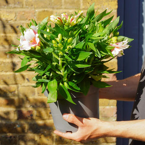 Alstroemeria 'Peruvian Lilies' 3L (30cm)