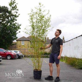 Bamboo Phyllostachys 'Aurea' 18.5L (230cm Inc Pot)