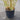 Bamboo Phyllostachys 'Aurea' 18.5L pot