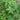 Japanese Maple 'Beni-Maiko' Acer leaves
