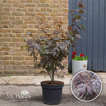 Bloodgood acer 7.5l pot japanese maple